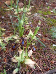 Ophrys speculum