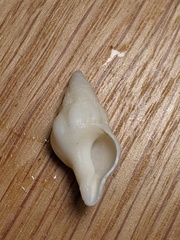 Nodopelagia brazieri