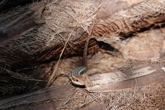 Leiocephalus cubensis