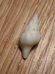 Nodopelagia brazieri