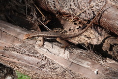 Leiocephalus cubensis