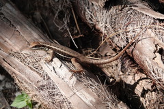 Leiocephalus cubensis