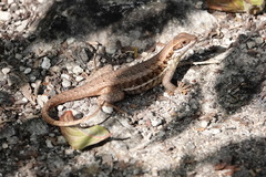 Leiocephalus cubensis