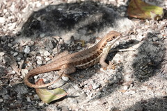 Leiocephalus cubensis