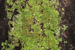 Lobaria adscripta