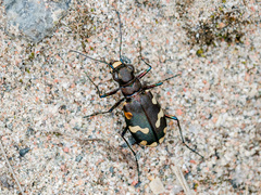 Cicindela songorica