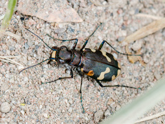 Cicindela songorica