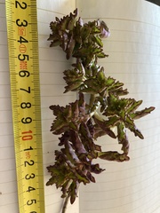 Coleus subspicatus