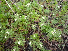 Buglossoides czernjajevii