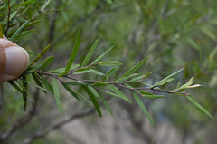 Leptospermum brachyandrum