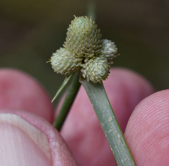 Cyperus leptocarpus