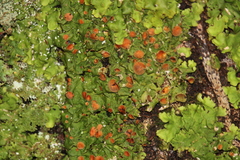 Lobaria adscripta