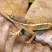 Grass Anole - Photo (c) Esteban Alzate, some rights reserved (CC BY-SA)