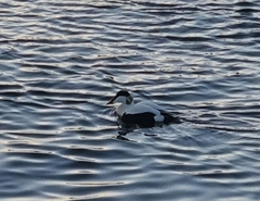 Somateria mollissima