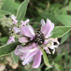 Oxythyrea funesta