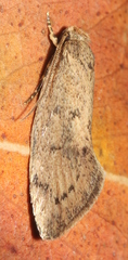 Syncometes vilis