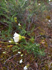 Cistus clusii