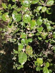 Quercus alnifolia
