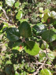 Quercus alnifolia