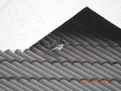 Motacilla maderaspatensis