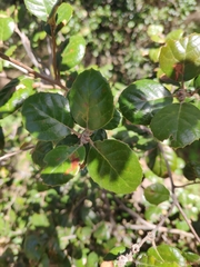 Quercus alnifolia