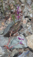 Streptanthus glandulosus pulchellus
