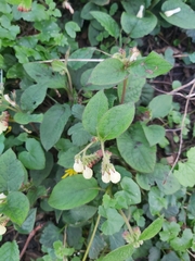 Symphytum grandiflorum