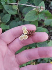 Symphytum grandiflorum