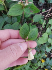 Symphytum grandiflorum