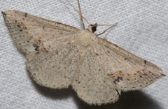 Taxeotis perlinearia