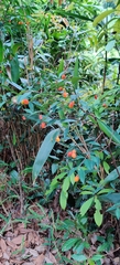 Wikstroemia nutans