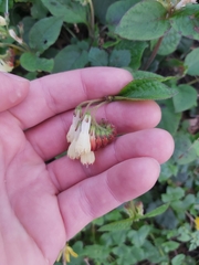 Symphytum grandiflorum