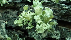 Ramalina canariensis