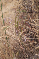 Streptanthus glandulosus secundus