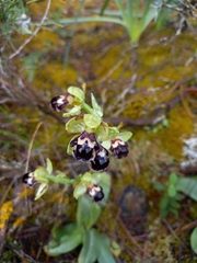 Ophrys omegaifera dyris