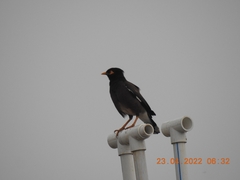 Acridotheres tristis