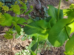 Smyrnium connatum