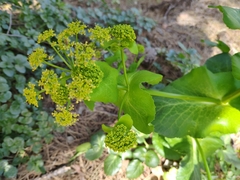Smyrnium connatum