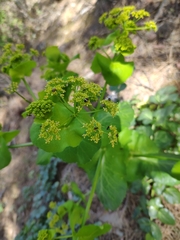 Smyrnium connatum