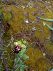 Ophrys omegaifera dyris