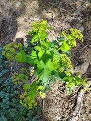 Smyrnium connatum