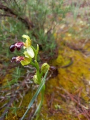 Ophrys omegaifera dyris