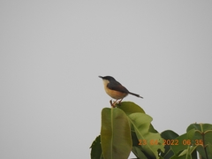 Prinia socialis