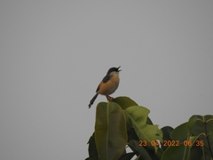 Prinia socialis