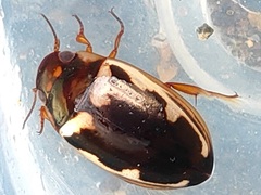 Platambus fimbriatus