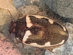 Platambus fimbriatus
