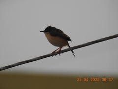 Prinia socialis