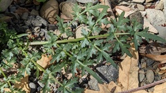 Perideridia californica