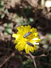 Acmaeodera ottomana