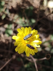 Acmaeodera ottomana